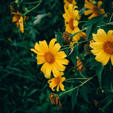 Closeup ağaç kadife çiçeği çiçek (Tithonia diversifolia), Meksika su