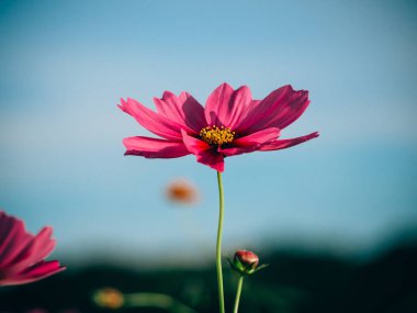 güzel cosmos çiçek çiçek açan alanında
