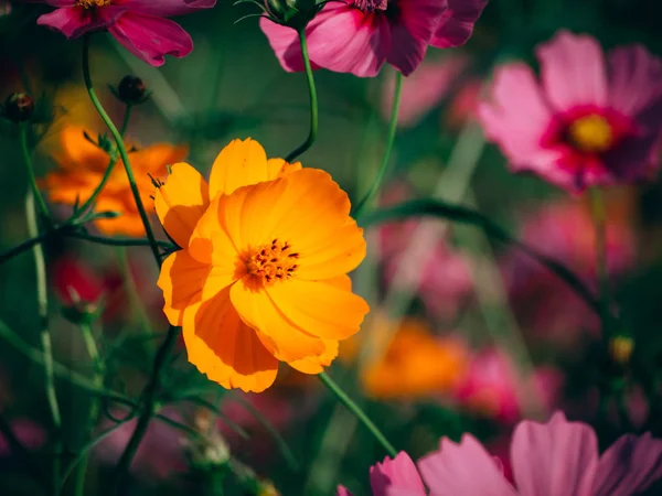 Güzel cosmos çiçek çiçek açan alanında — Stok fotoğraf