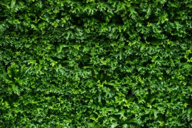fern ormandaki doğa yeşil arka plan büyük yeşil çalı