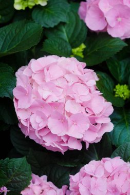 Ortanca çiçek (Hydrangea macrophylla) bir Bahçe