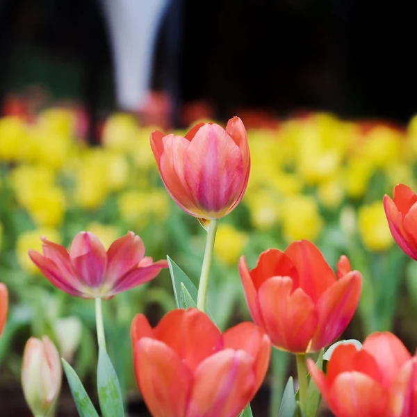 Färgglada tulpaner blommor i trädgården. Vacker bukett av tuli — Stockfoto