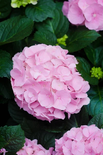 Květ hortenzie (hortenzie velkolistá) v zahradě — Stock fotografie