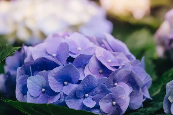 Fleur d'hortensia (Hydrangea macrophylla) dans un jardin — Photo