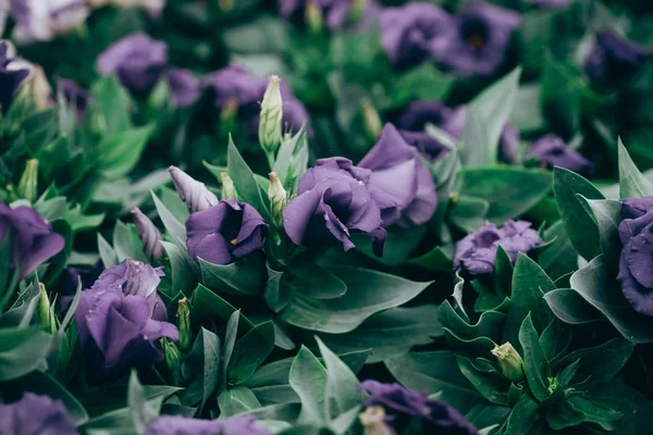 Close-Up of flowering Lisianthus or Eustoma plants in garden — Stock Photo, Image