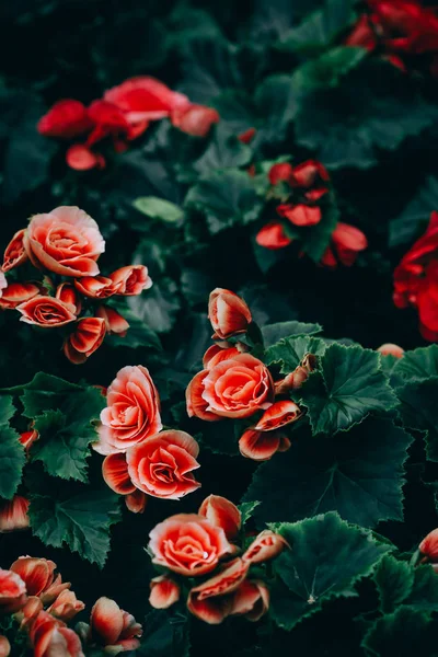 Många ljusa blommor av tuberös begonias (Begonia tuberhybri — Stockfoto