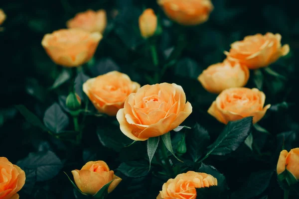 Primer plano de rosas floreciendo en el jardín — Foto de Stock