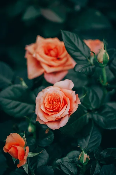 Closeup of roses flower blossoming in the garden — Stock Photo, Image