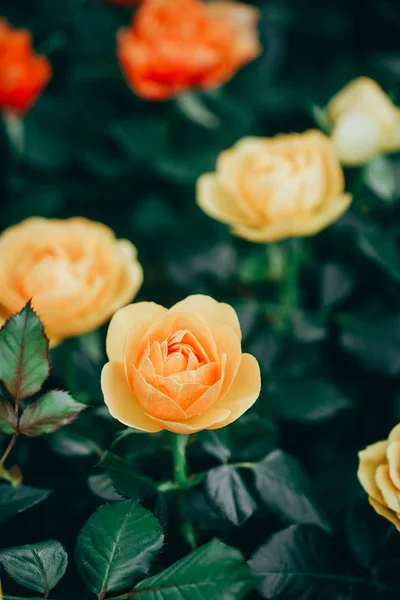 Close-up de flores de rosas florescendo no jardim — Fotografia de Stock