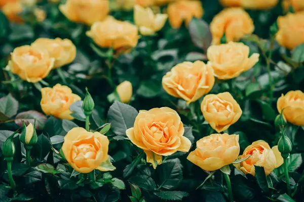 Close-up de flores de rosas florescendo no jardim — Fotografia de Stock