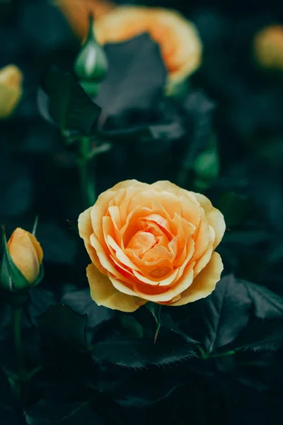 장미 꽃 정원에서 꽃의 근접 촬영 — 스톡 사진
