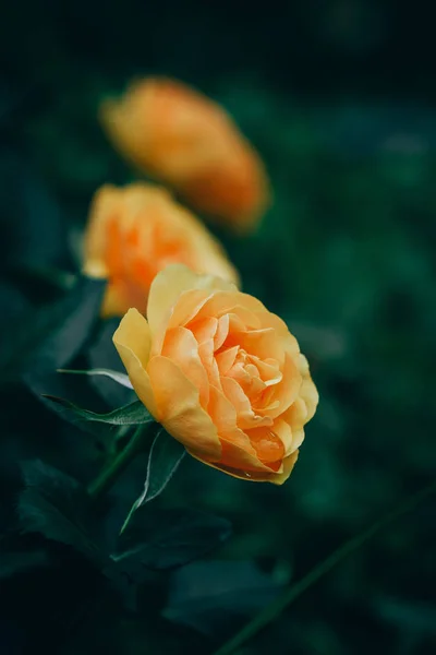 Closeup of roses flower blossoming in the garden — Stock Photo, Image