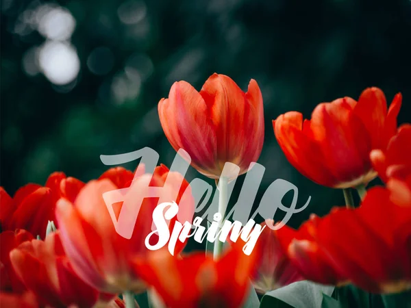 Olá Primavera Lettering com tulipas vermelhas flor . — Fotografia de Stock