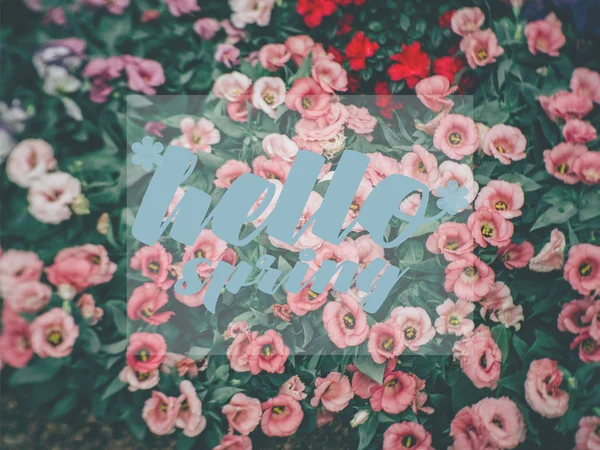 Hello Spring Lettering with Lisianthus or Eustoma plants flower. — Stock Photo, Image