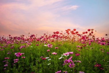 Gün batımında alanında güzel cosmos çiçek