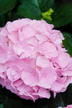 Ortanca çiçek (Hydrangea macrophylla) bir Bahçe