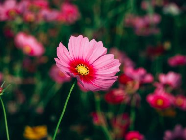 Chiangrai, Tayland - 30 Kasım 2017: sıcak hava balonu hazır