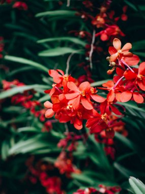 Bahçe çok güzel orkide çiçek