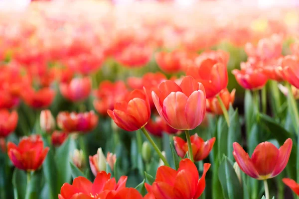 Färgglada tulpaner blommor i trädgården. Vacker bukett av tuli — Stockfoto