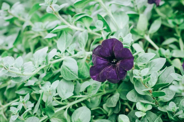 Beautiful petunia flowers in the garden in Spring time — Stock Photo, Image