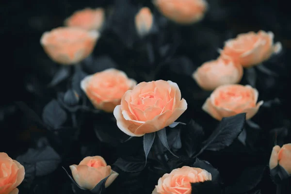 バラの花、庭の花のクローズ アップ — ストック写真