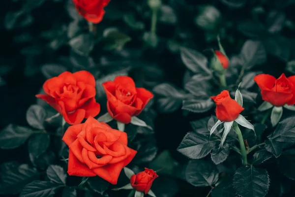 Primer plano de rosas floreciendo en el jardín — Foto de Stock