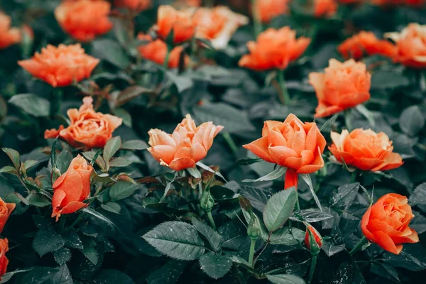 장미 꽃 정원에서 꽃의 근접 촬영 — 스톡 사진