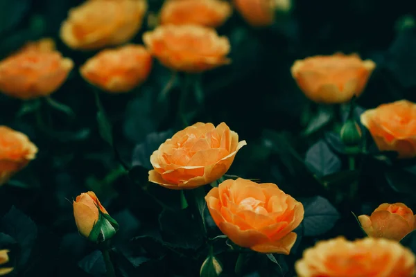 Primer plano de rosas floreciendo en el jardín — Foto de Stock