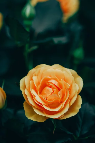 Closeup of roses flower blossoming in the garden — Stock Photo, Image