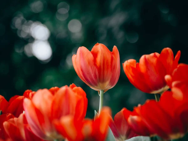 Bunte Tulpenblüten im Garten. schöner Strauß von Tüll — Stockfoto