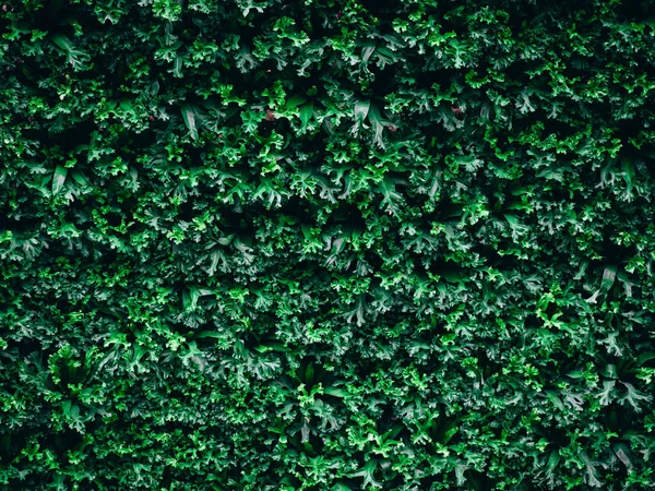 Gran arbusto verde de helecho en el bosque, fondo verde naturaleza — Foto de Stock