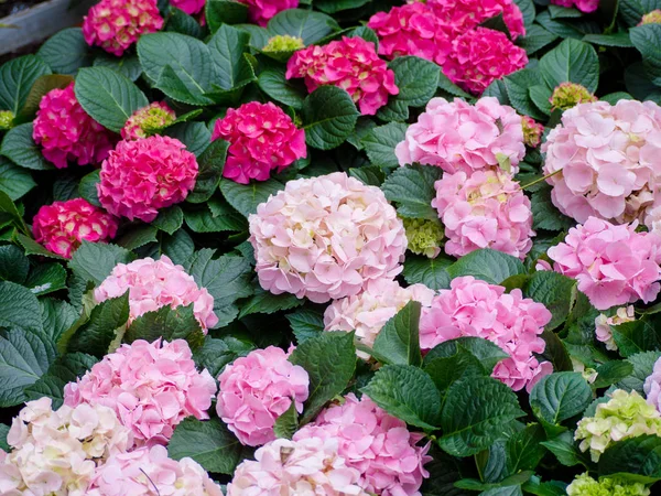 Hydrangea flower (Hydrangea macrophylla) in a garden