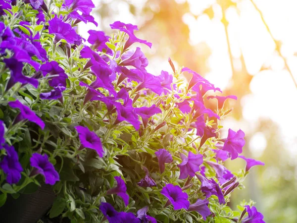 Bahar zaman Bahçe en güzel Petunya çiçek — Stok fotoğraf