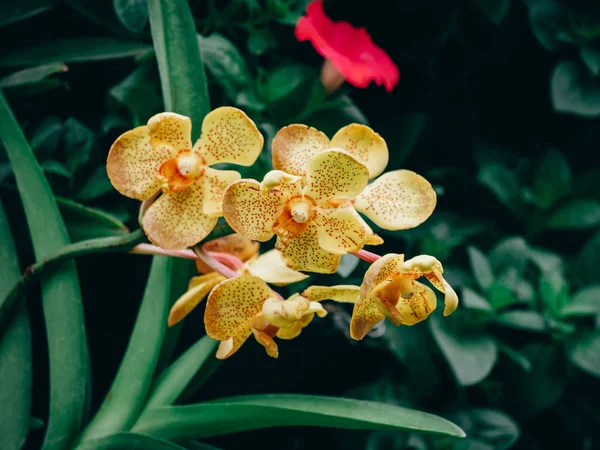 Piękny wiele Orchidea kwiat w ogrodzie — Zdjęcie stockowe