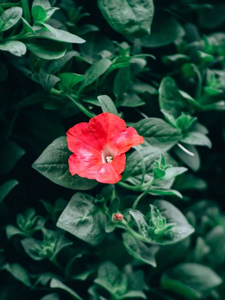 Hermosas flores de petunia en el jardín en primavera — Foto de Stock