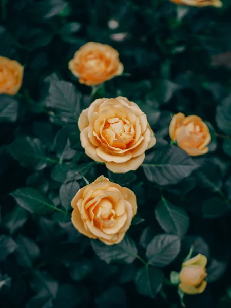 バラの花、庭の花のクローズ アップ — ストック写真