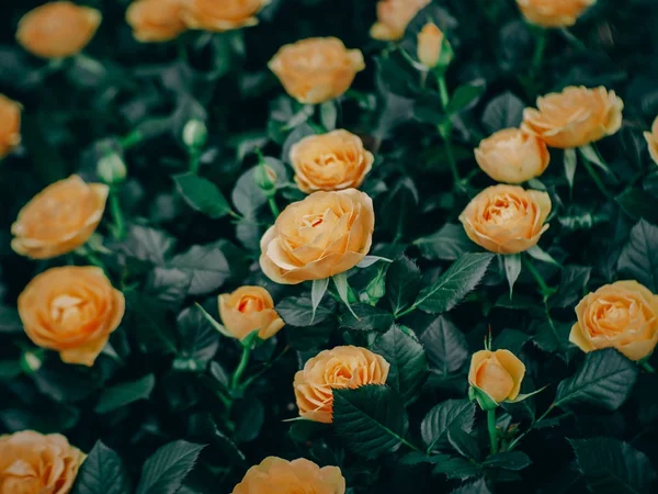 Closeup of roses flower blossoming in the garden — Stock Photo, Image