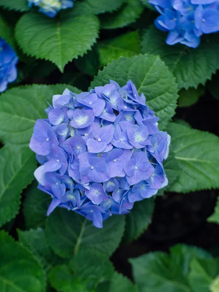 Hydrangea flower (Hydrangea macrophylla) in a garden