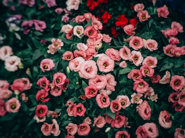 Närbild av blommande Lisianthus eller Eustomor växter i trädgården — Stockfoto