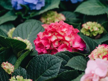 Ortanca çiçek (Hydrangea macrophylla) bir Bahçe