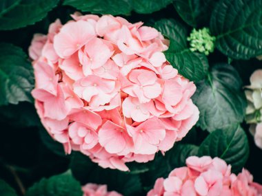 Ortanca çiçek (Hydrangea macrophylla) bir Bahçe