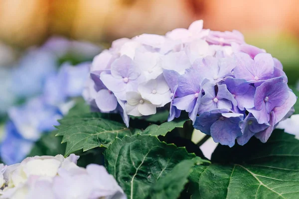 Ortanca çiçek (Hydrangea macrophylla) bir Bahçe — Stok fotoğraf