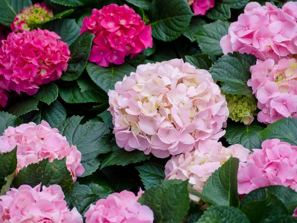 정원에서 수 국 꽃 (꽃) — 스톡 사진