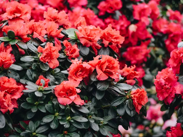 Azalea blommor. Blommande röd rhododendron i trädgården i perma — Stockfoto