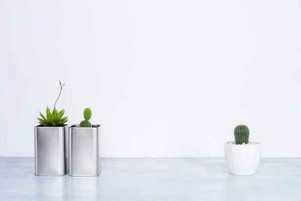 Farklı p çeşitli kaktüs ve etli bitki topluluğu