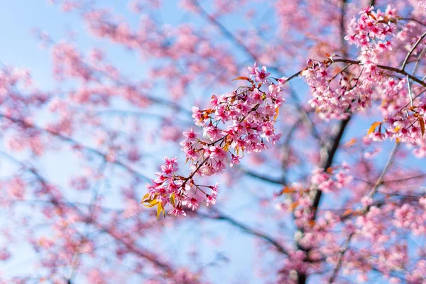 Pink blossom sukura bloemen op een lentedag — Stockfoto