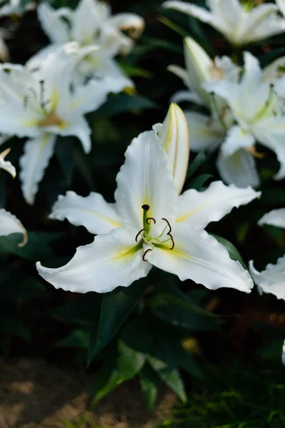 Lilies Flowers Bouquet  in the garden. Spring Flowers — Stock Photo, Image
