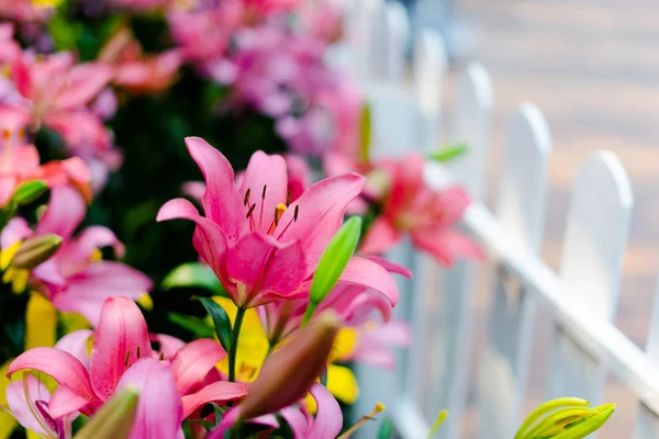 Ramo de flores de lirios en el jardín. Flores de primavera —  Fotos de Stock