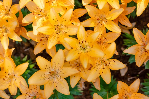 Ramo de flores de lirios en el jardín. Flores de primavera —  Fotos de Stock