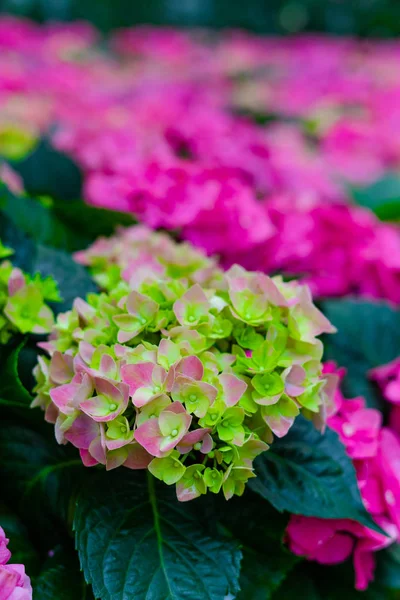 Hortensienblüte (Hortensie macrophylla) im Garten — Stockfoto